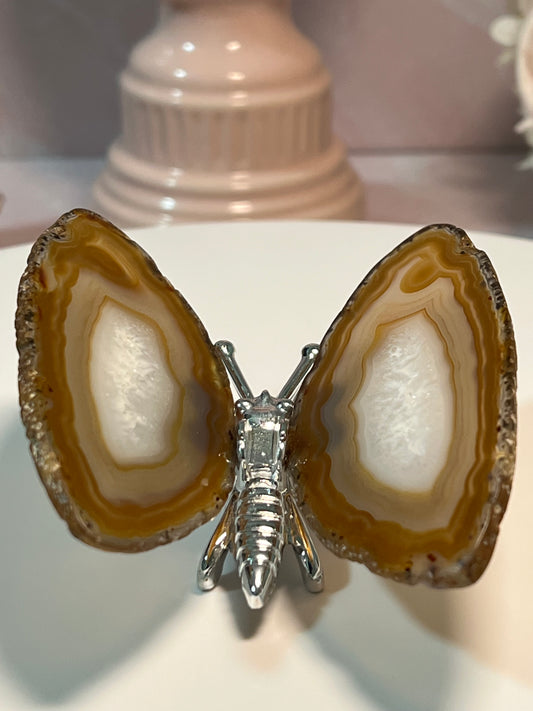 Beautiful Agate butterfly from Brazil